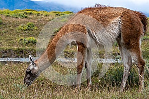 Guanaco in the Torres del Paine National Park. Patagonia, Chile