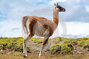 Guanaco in the Torres del Paine National Park. Patagonia, Chile