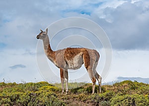 Guanaco in the Torres del Paine National Park. Patagonia, Chile