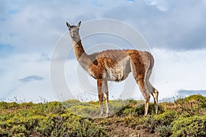 Guanaco in the Torres del Paine National Park. Patagonia, Chile.