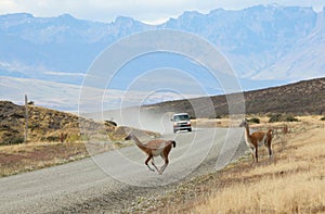 Guanacoes crossing the road in Torres del Paine