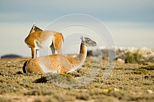 Guanacoes in the patagonian steppe photo