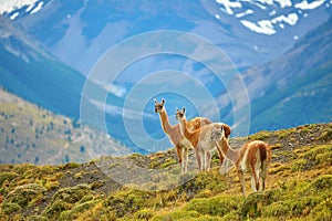 Guanacoes in Torres del Paine national park