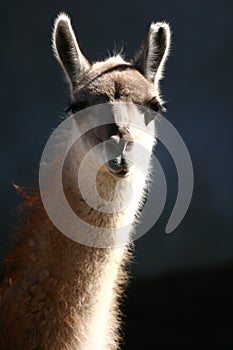 Guanacos