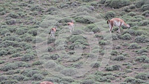 Guanacos in field with chulengos