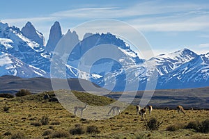 Guanacos grazing,Torres del Paine National Park,