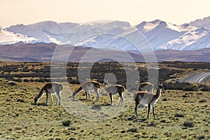 Guanacos grazing,Torres del Paine National Park,