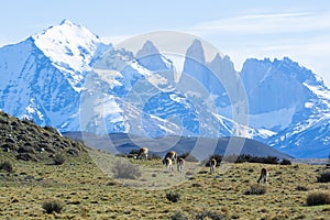 Guanacos grazing,Torres del Paine National Park,