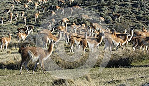 Guanacos grazing,Torres del Paine National Park,