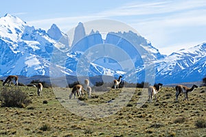 Guanacos grazing,Torres del Paine National Park,