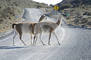 Guanacos grazing,Torres del Paine National Park,