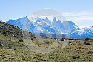 Guanacos grazing,Torres del Paine National Park,