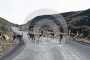 Guanacos grazing,Torres del Paine National Park,