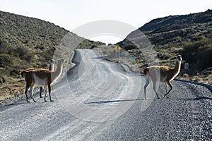 Guanacos grazing,Torres del Paine National Park,