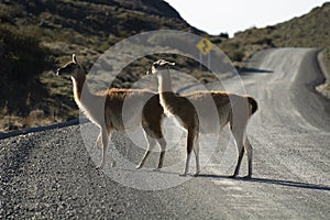 Guanacos grazing,Torres del Paine National Park,