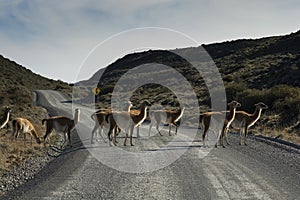 Guanacos grazing,Torres del Paine National Park,