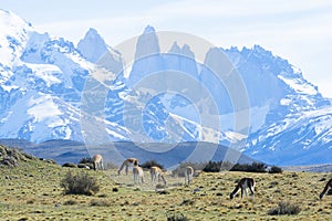 Guanacos grazing,Torres del Paine National Park,