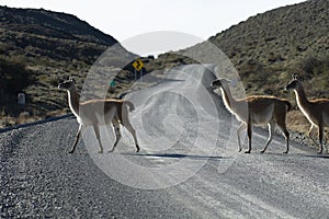 Guanacos grazing,Torres del Paine National Park,