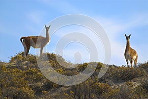 Guanacos, La Pampa, Argentina