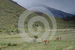 Guanacos Lama guanicoe in Torres del Paine National Park.