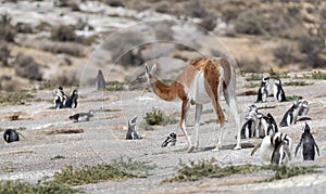 Guanacos ` Lama guanicoe ` and Magellanic penguins ` Spheniscus magellanicus ` photo