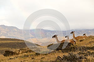 Guanacos in the landscape of the Torres del Paine mountains with a rainbow, Torres del Paine National Park, Chile