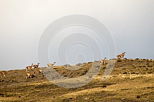 Guanacos in the landscape of the Torres del Paine mountains, Torres del Paine National Park, Chile