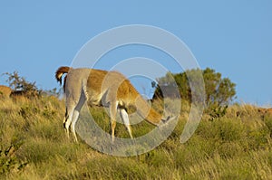 Guanacos in Lihue Calel National Park,