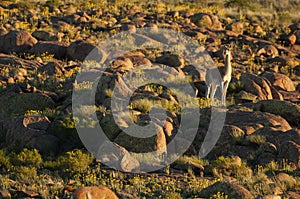 Guanacos in Lihue Calel National Park,