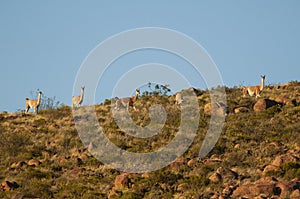 Guanacos in Lihue Calel National Park,