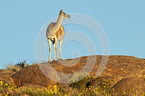 Guanacos in Lihue Calel National Park, La Pampa,