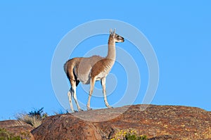 Guanacos in Lihue Calel National Park, La Pampa,