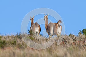 Guanacos in Lihue Calel National Park, La Pampa