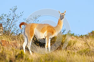 Guanacos in Lihue Calel National Park, La Pampa,