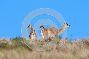 Guanacos in Lihue Calel National Park, La Pampa,