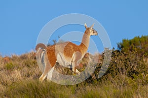 Guanacos in Lihue Calel National Park, La Pampa,