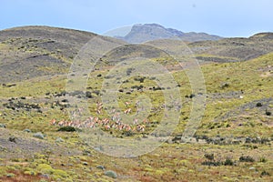 Guanacos on a meadow in Chile, Patagonia