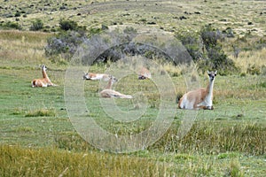 Guanacos on a meadow in Chile, Patagonia