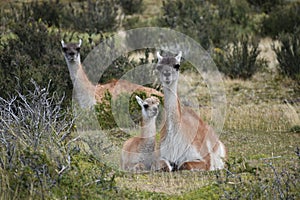 Guanacos on a meadow in Chile, Patagonia