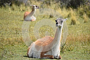 Guanacos on a meadow in Chile, Patagonia