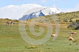 Guanacos on a meadow with a snow covered mountain in bacground in Chile, Patagonia