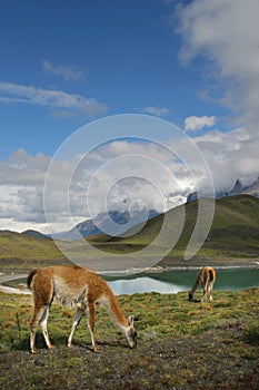 Guanacos in National Park Torres del Paine photo