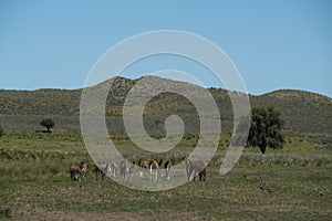 Guanacos in Pampas grass environment, La Pampa, Patagonia, Argentina