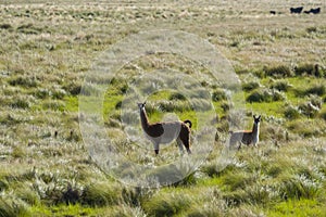 Guanacos in Pampas grassland environment,