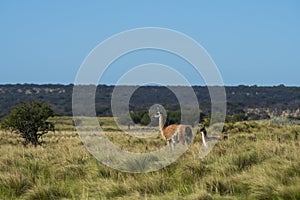 Guanacos in Pampas grassland environment, La Pampa