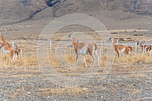 Guanacos in Parque Nacional Torres del Paine in Chile