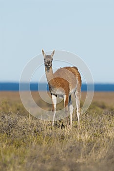 Guanacos Patagonia Argentina