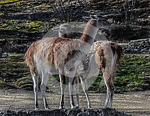 Guanacos on the slope 1