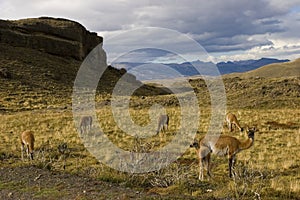 Guanacos in the Torres del Paine