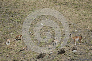 Guanacos in Torres del Paine National Park.